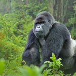 information from Gorilla OverView