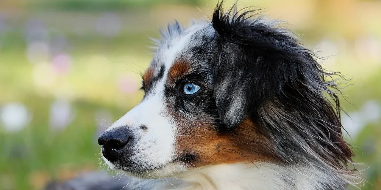 shepherd breeds