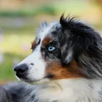 shepherd breeds