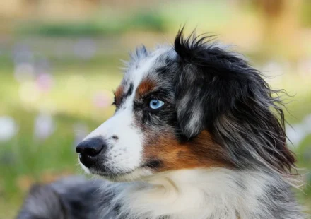 shepherd breeds