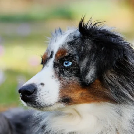 shepherd breeds