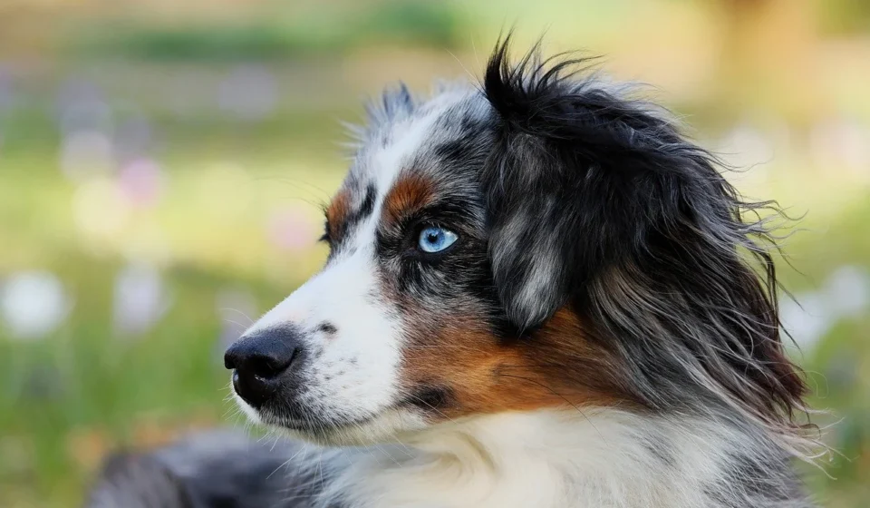 shepherd breeds